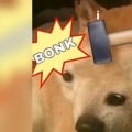 What kind of word is bonk?